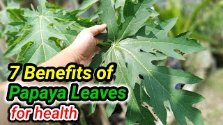 7 Benefits of papaya leaves and how to process them so has many benefits for health herbal tea [upl. by Ffirahs]