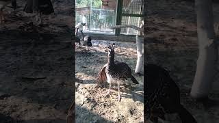 Black curassow kingdomofawais curassow shortsvideo [upl. by Atsirt402]