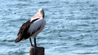 Australian Pelican Pelecanus conspicillatus  Brillenpelikan 4 [upl. by Randie921]