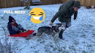 OUR HUSKIES TRIED SLEDGING KADE HIT A TREE [upl. by Eatnoj]