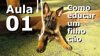 Curso de adestramento Como educar um filho cão  Aula 01 [upl. by Botti972]