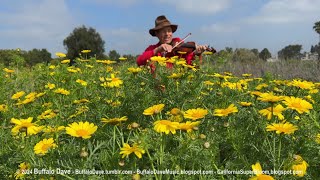 Super Bloom 2024 – Amazing Wildflower California Super Bloom 2024  HD High Definition [upl. by Ahsaet]