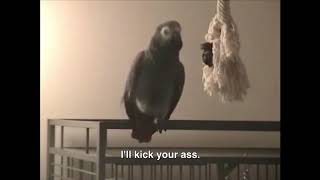 CURSING PARROTS [upl. by Prissy]