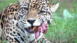 Jaguar Bone Crunching [upl. by Aninay]