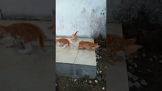 Genk oyen cat simeongkucinglucu catlover simeonglucu catlover kucing kucingorensimut [upl. by Ellenrahs]