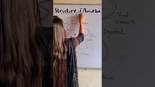 How to draw structure of Amoeba easily  Unicellular Amoeba shorts amoeba youtube shortsfeed [upl. by Alhak247]