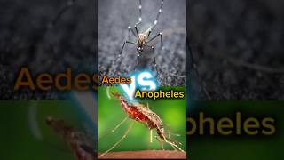 11 Aedes vs anopheles comparison mosquito aedes anopheles [upl. by Akcire]