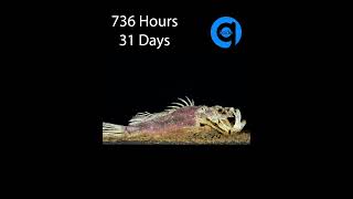 38 Days Scorpion Fish Time Lapse Shorts [upl. by Schreib]