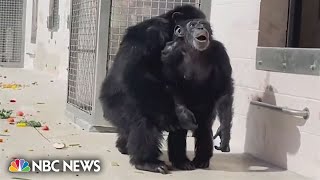 Watch Chimpanzee is awestruck after seeing open sky after 28 years in a cage [upl. by Zenda]