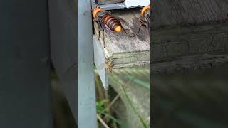 Japanese Honeybee Boldly Provokes Giant Hornet [upl. by Ahsikrats792]