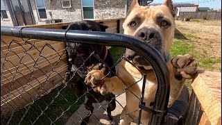 Fighting Between Families’ 3 Huge Cane Corsos  Pack Aggression [upl. by Atinor]