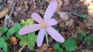 COLCHICO AUTUNNALE FIORITO  Colchicum autumnale  Colchicaceae [upl. by Rist436]