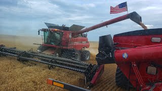 Millennial Farmer STOLE Welkers Case Combine Optimus Bine [upl. by Pickering]