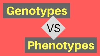 Genotype vs Phenotype  Understanding Alleles [upl. by Aldon163]