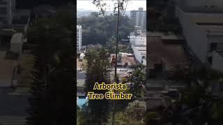 Arborista Tree Climber ISA arborismo treeclimbing treework [upl. by Lunt]