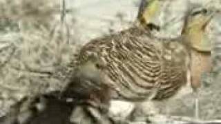 قطا النغاق Pintailed Sandgrouse [upl. by Aleit]