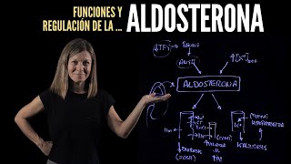 Aldosterona funciones y regulación [upl. by Harhay]