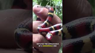 Scarlet Kingsnake  Natures Impostor [upl. by Ahsilac]