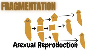 FragmentationBiology [upl. by Rosenkranz]