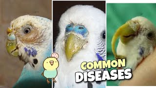 7 Common Budgie Diseases and Symptoms [upl. by Freedman]