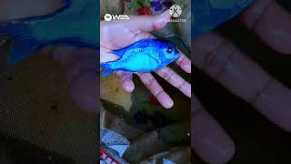 Malawi Blue Dolphin  Cyrtocara Moorii  Cichlid Breeding Farm [upl. by Eenel578]