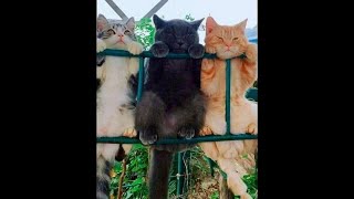 😺 Соседская банда 🐈 Смешное видео с котами и котятами для хорошего настроения 😸 [upl. by Favianus]