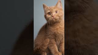 Discover the Rarest British Shorthair Cat Colors [upl. by Ameyn790]