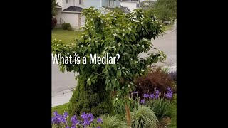 What is a Medlar [upl. by Tallbott]