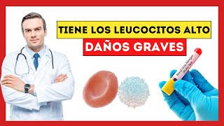 😱 ¿Qué Pasa si Tengo los Glóbulos Blancos Leucocitos ALTOS Esto es lo que OCURRE a tu SALUD [upl. by Lodge485]