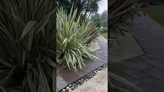 Phormium Tenax Variegato shorts giardiniere nature gardening plants PhormiumTenaxVariegato [upl. by Nyloc]