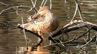 Northern Shoveler [upl. by Sorkin]