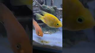 5 FVCTS  5 Facts About Parrot Fish  zfa shorts facts fish story viralvideo [upl. by Hazen]