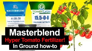 Masterblend Fertilizer for InGround Tomatoes how to This stuff is CRAZY [upl. by Doralia]