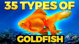 The 35 BEST Types of Goldfish [upl. by Enelym]