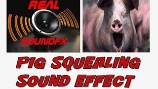 PIG squealing sound effect  realsoundFX [upl. by Rayna313]