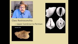 What are the major groups of fossil Molluscs [upl. by Adnoral]