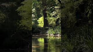 Swimming in our secret waterhole farm farming waterhole australia eastcoast homestead [upl. by Luiza681]