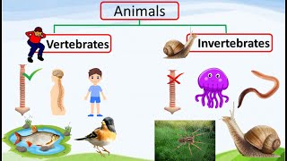 vertebrates and invertebrates for kids vertebrates invertebrates etoddlers [upl. by Hcnarb]