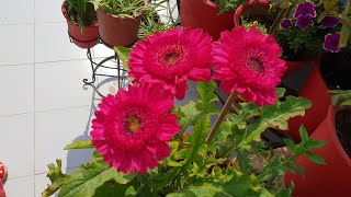 Propagation of Gerbera Plant  How to Separate Baby Plants from Gerbera [upl. by Ennaesor]