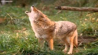 Coyote Sounds [upl. by Nirrac623]