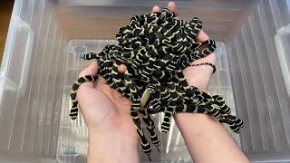 KING COBRAS BREEDING HOUSING AND FEEDING [upl. by Aicela659]