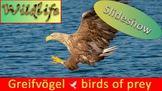 HEIMISCHE GREIFVÖGEL Adler Milan Bussard Weihe Sperber  Kalender Slideshow [upl. by Pall]