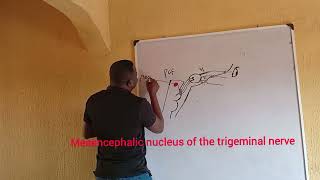 Trigeminal Nerve Part 2 [upl. by Ynabla]