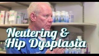 Neutering and Hip Dysplasia  Ask the Expert  Dr David Randall [upl. by Eiznik]