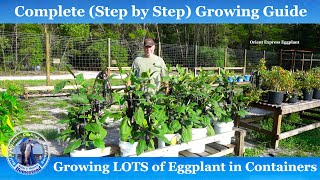 How to Grow LOTS of Eggplant in Containers  Complete Growing Guide to Eggplant [upl. by Alekram]