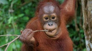 Orangutan  Man Of The Forest HD [upl. by Nedak]