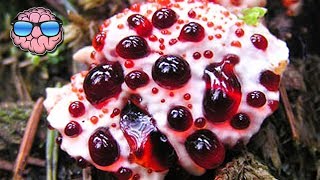 Top 10 MOST DEADLY MUSHROOMS IN THE WORLD [upl. by Sihtnyc]