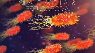 Biology  Cilia Flagella amp Pseudopodia [upl. by Snook]