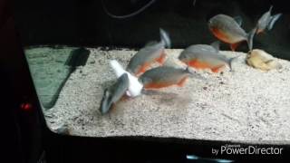 Piranhas feeding on pangasius [upl. by Beatriz]