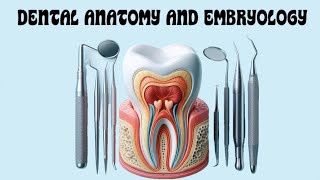 Mandibular Premolars  Part 2  Maxillary Molars  Part 1 [upl. by Ahsila644]